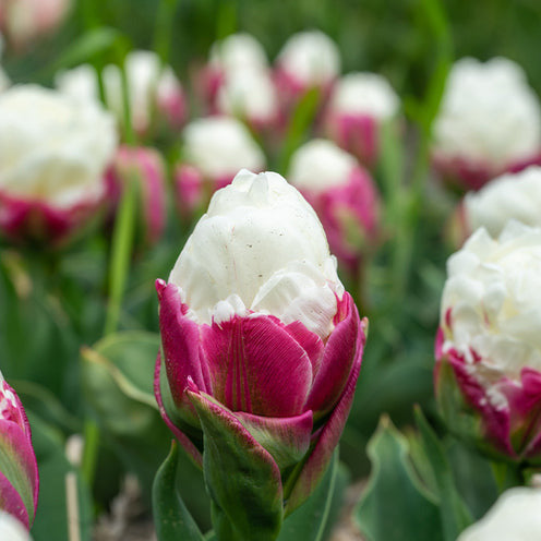 7 Tulipes doubles Ice Cream - Tulipa Ice Cream - Bakker