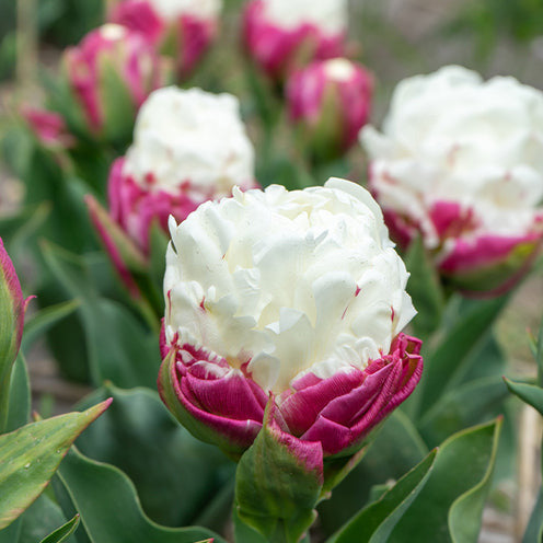 7 Tulipes doubles Ice Cream - Bakker