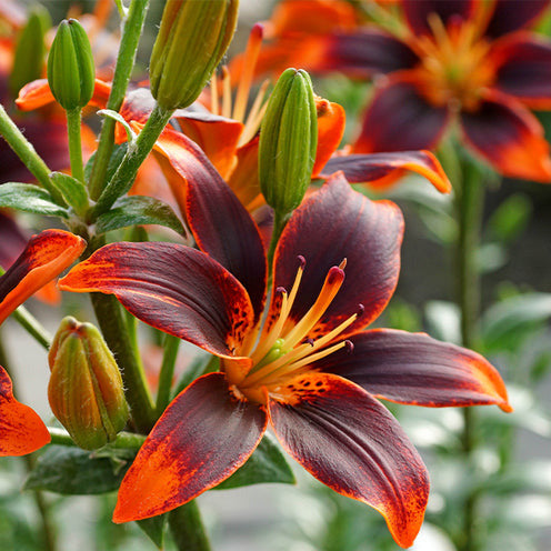 5 Lis asiatique Forever Susan - Lilium Forever Susan - Bakker