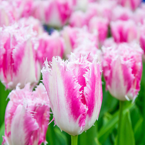 20 Tulipes frangées Huis ten Bosch - Bakker