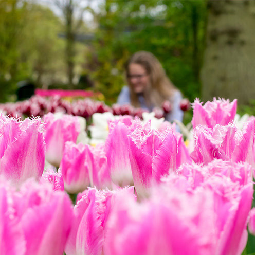 20 Tulipes frangées Huis ten Bosch - Tulipa Huis ten Bosch - Bakker