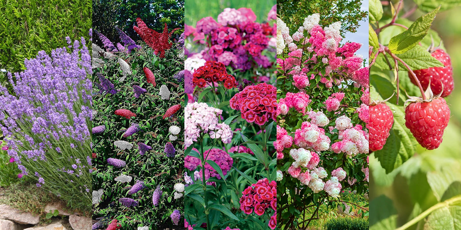 Best-of 2025: la 2e plante à -30% !