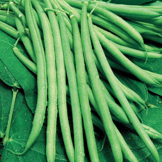 Haricot nain mangetout Castandel - Bakker