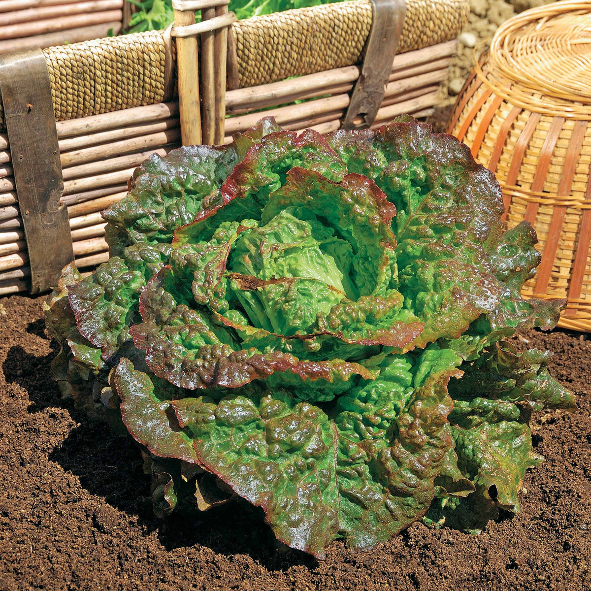 Laitue batavia Rouge Grenobloise - Bakker