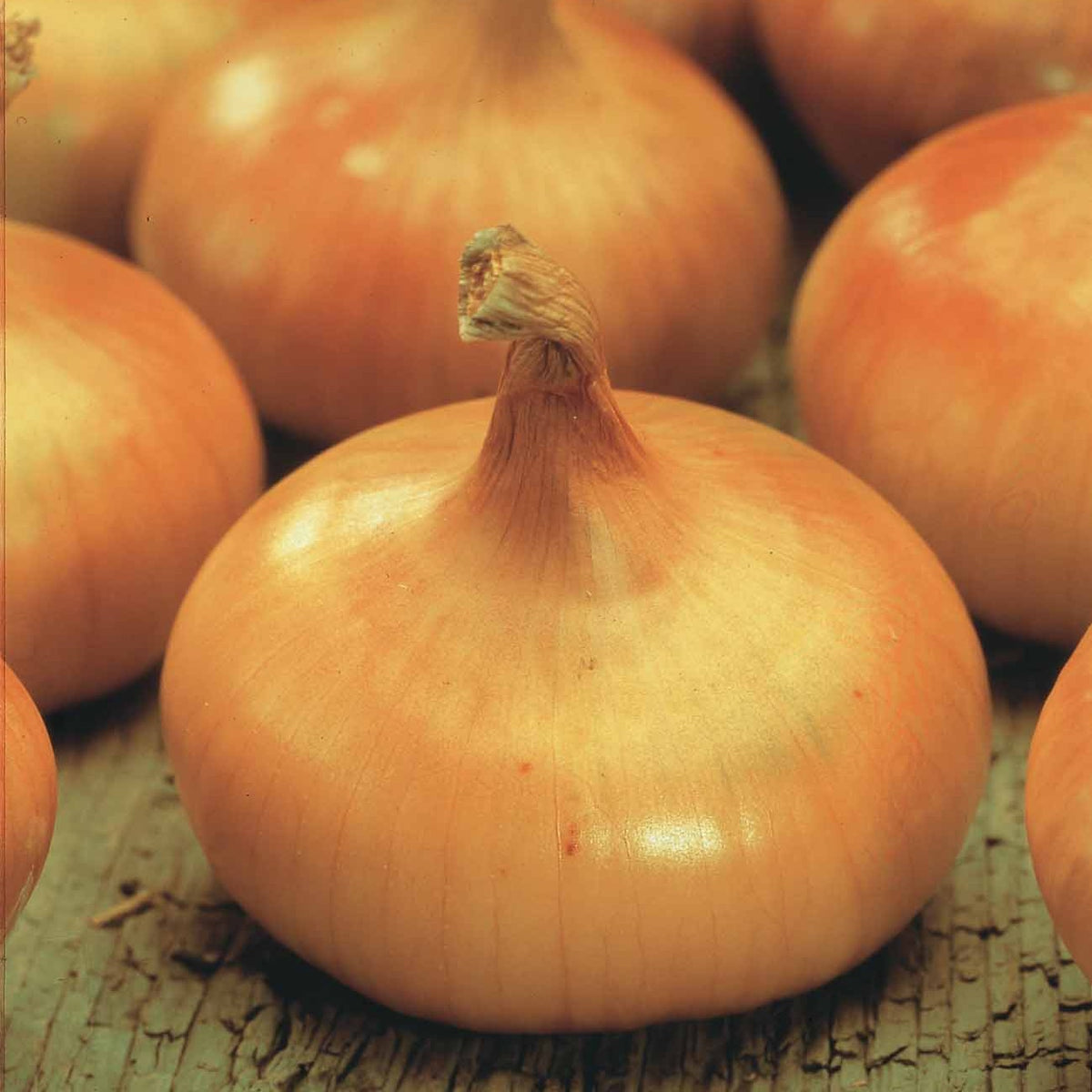 Allium cepa Paille des Vertus - Oignon jaune Paille des Vertus - Bulbes d'oignons
