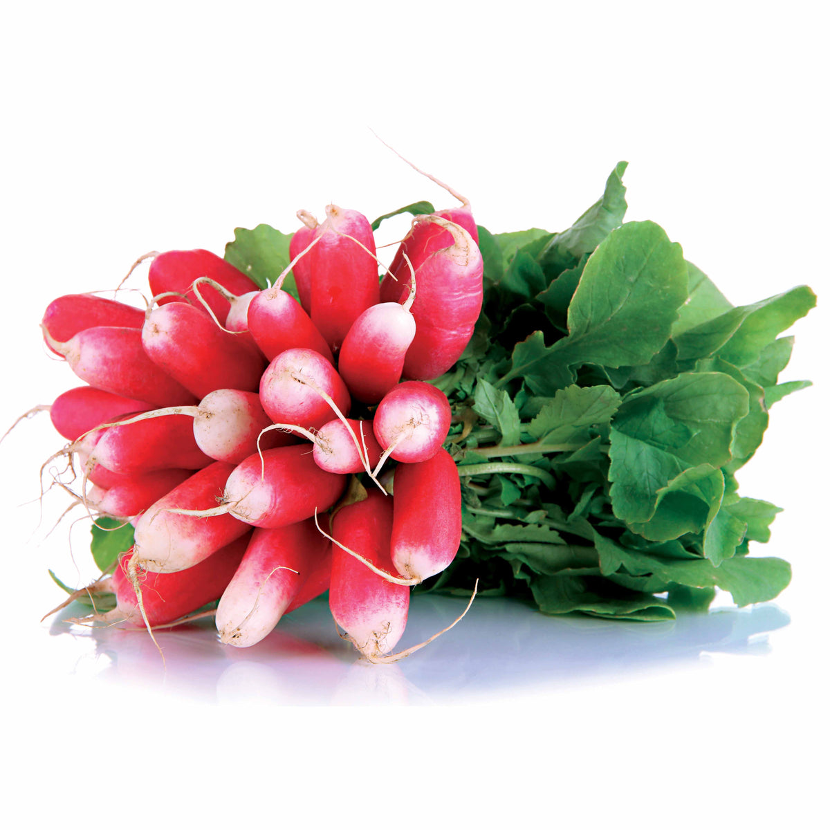 Radis De 18 jours demi-long Bio - Raphanus sativus de 18 jours 1/2 long - Bakker