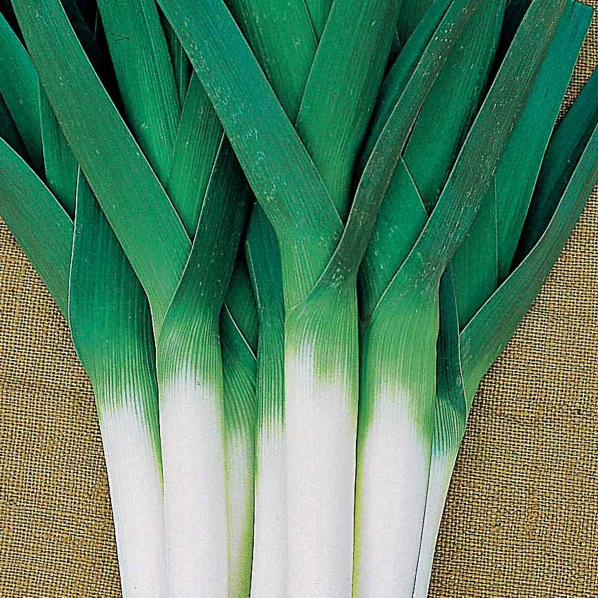 Allium porrum armor (obt. clause) - Poireau Armor - Graines pour potager