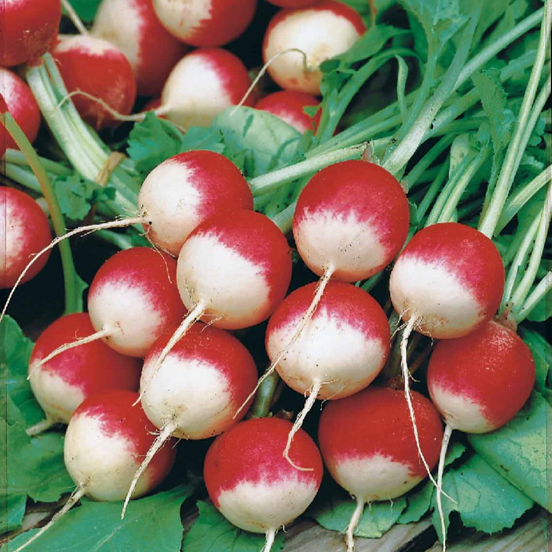 Raphanus sativus rond national 3 - Radis rond National 3 - Graines de radis