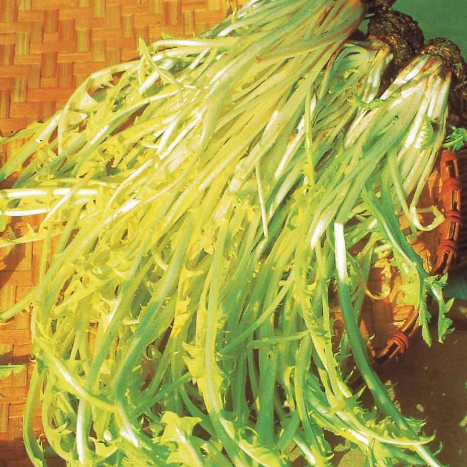 Cichorium intybus barbe de capucin - Chicorée sauvage Barbe de Capucin - Autres graines de légumes