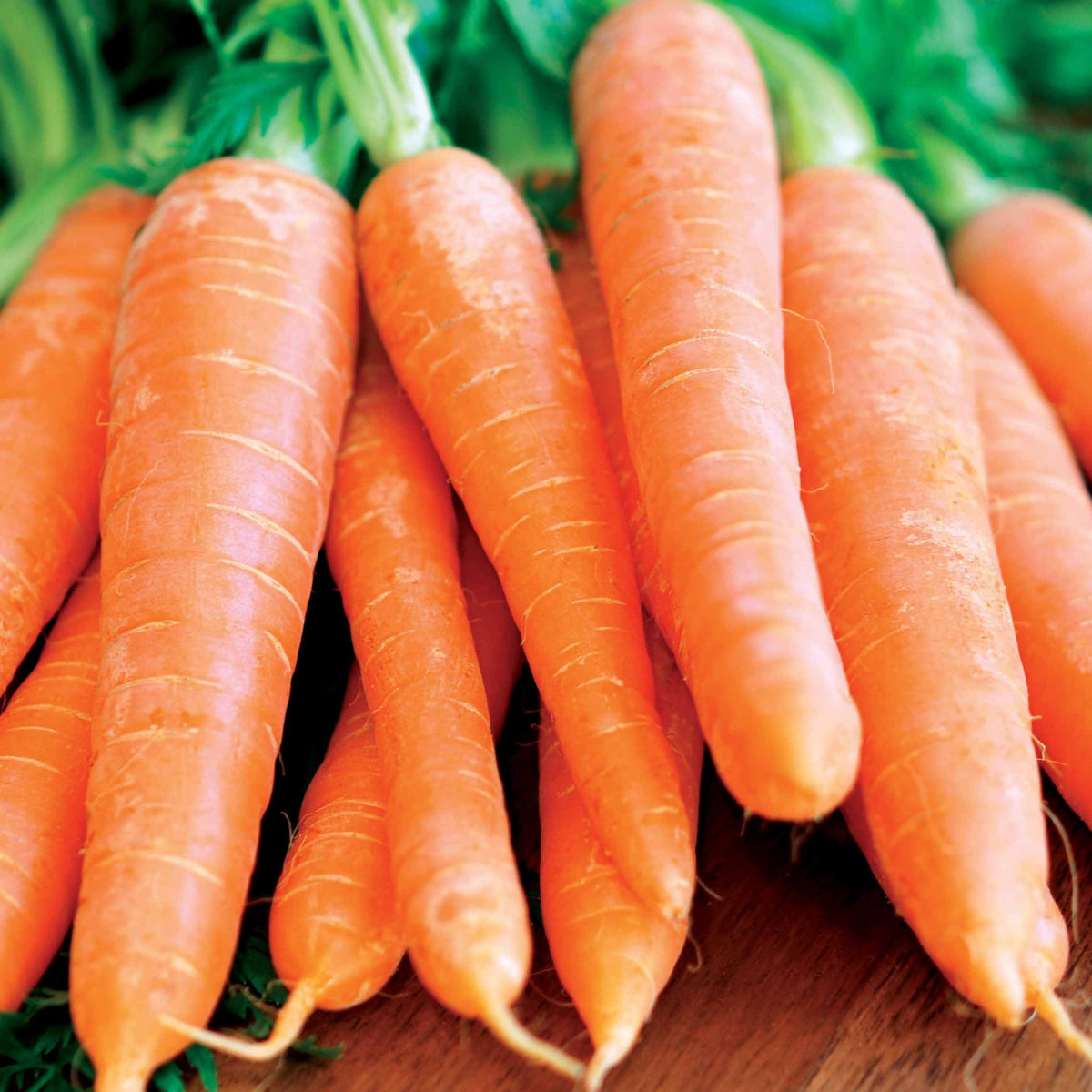 Carotte Nantaise améliorée 4 (6 g) - Daucus carota Nantaise améliorée 4 - Bakker