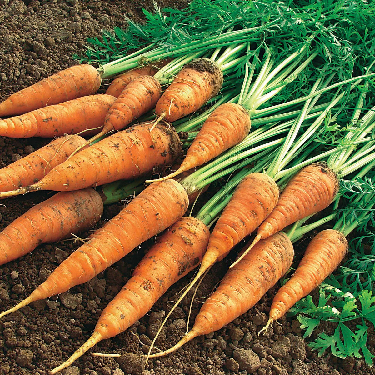 Carotte Géante de Tilques à pétiole vert - Daucus carota géante de tilques à pétiole vert - Bakker
