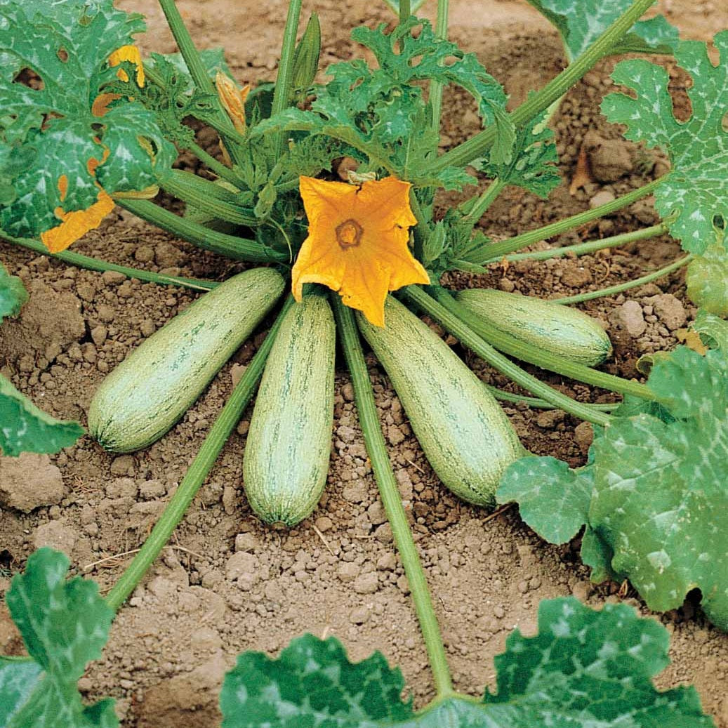 Courgette Profusion - Grisette de Provence - Cucurbita pepo profusion (grisette de provence) - Bakker