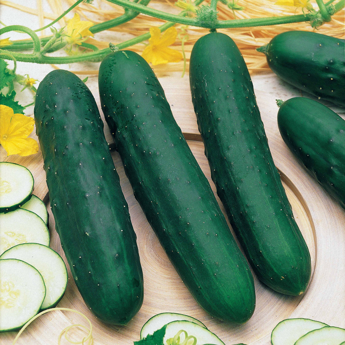 Concombre Marketer - Cucumis sativus marketer - Bakker