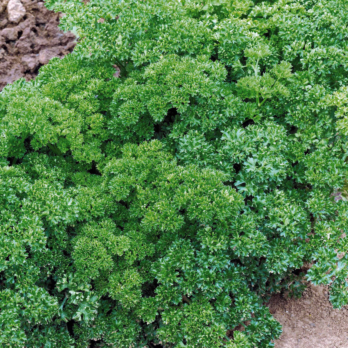 Persil frisé Vert foncé Bio - Petroselinum crispum - Bakker