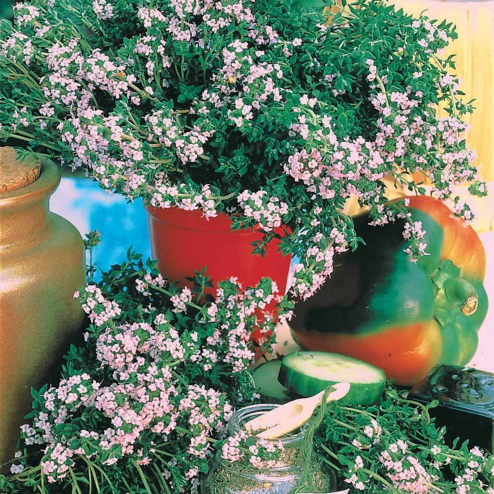 Thym d'hiver - Thymus vulgaris - Bakker