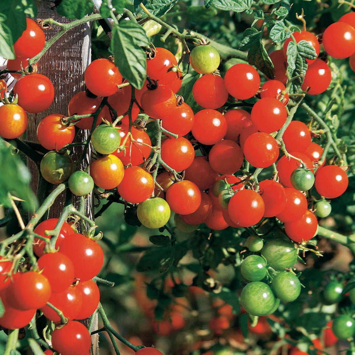 Tomate cerise Sweet baby - Solanum lycopersicum Sweet Baby - Bakker