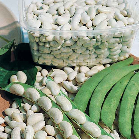 Haricot nain Michelet à longue cosse - Bakker