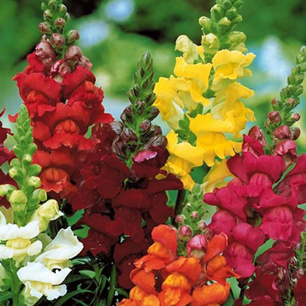 Tapis de graines massif ensoleillé - 5 Tapis de graines Massif ensoleillé - Tapis de graines de fleurs