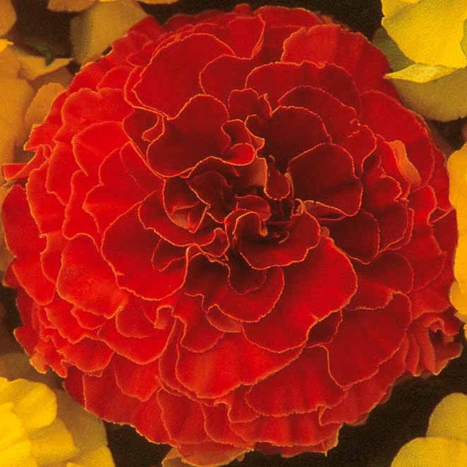 Oeillet d'Inde Solar Red F1 - Bakker
