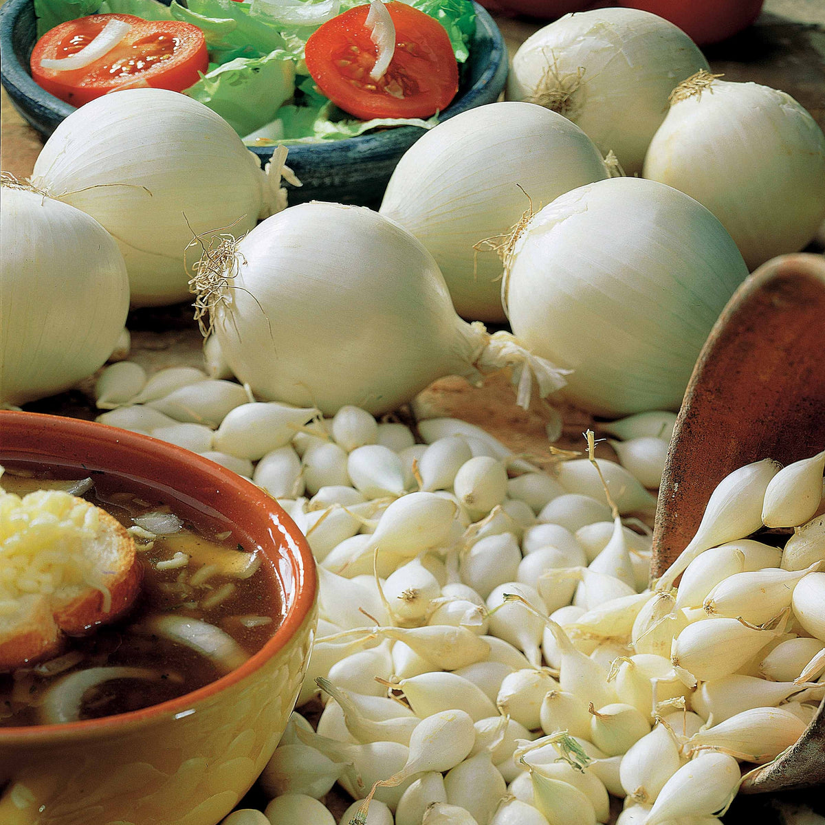 Allium cepa snowball - Oignon blanc Snowball - Bulbes d'oignons
