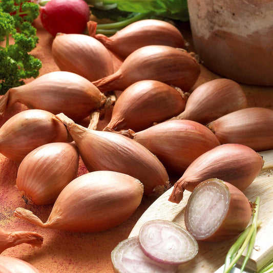 Echalote Griselle - Bakker