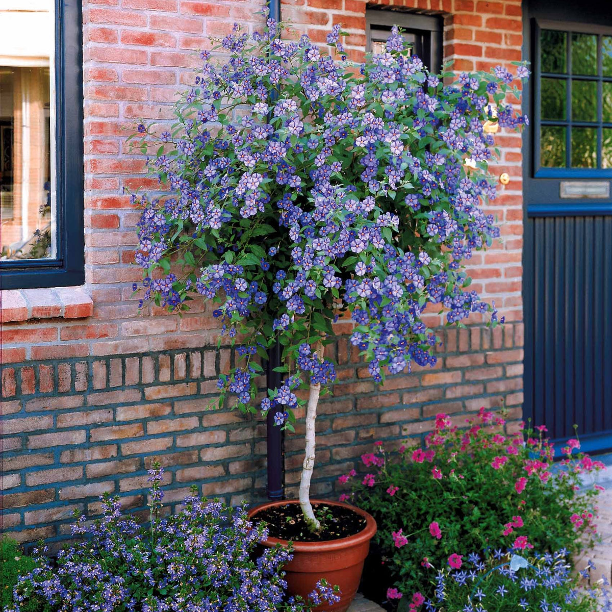 Arbre aux gentianes - Lycianthes rantonnetii - Bakker