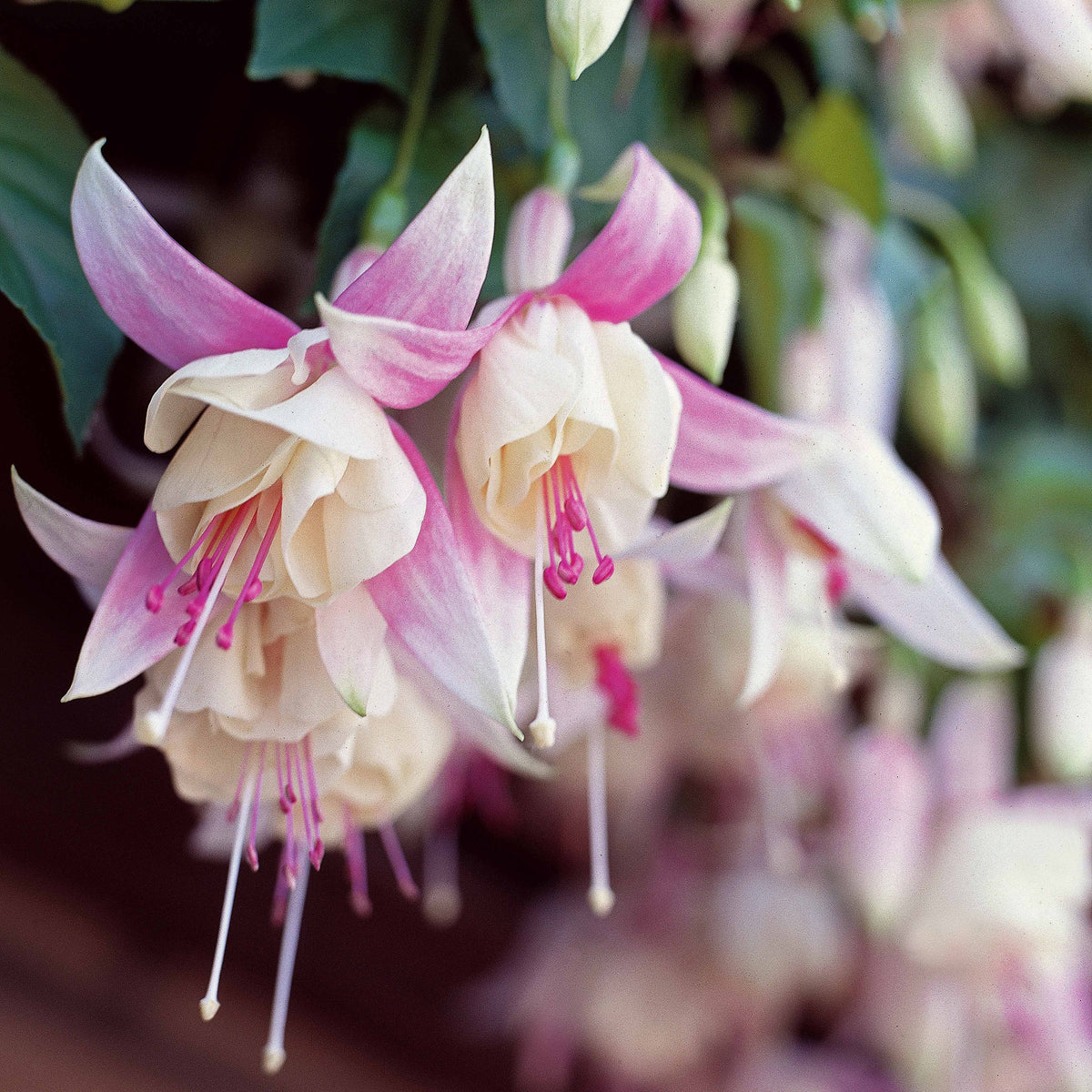 3 Fuchsias résistants au gel Annabel - Fuchsia annabel - Bakker