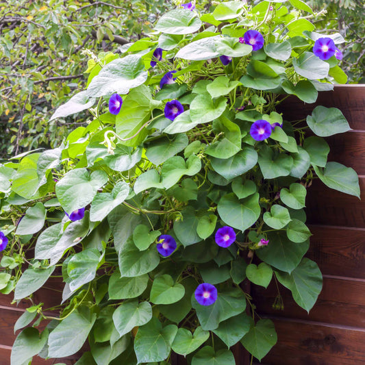 Ipomée à grandes fleurs - Bakker.com | France