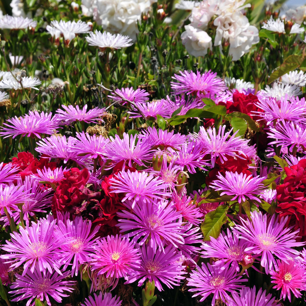 Lampranthus aurantiacus - Ficoïde violette - Plantes de bordure