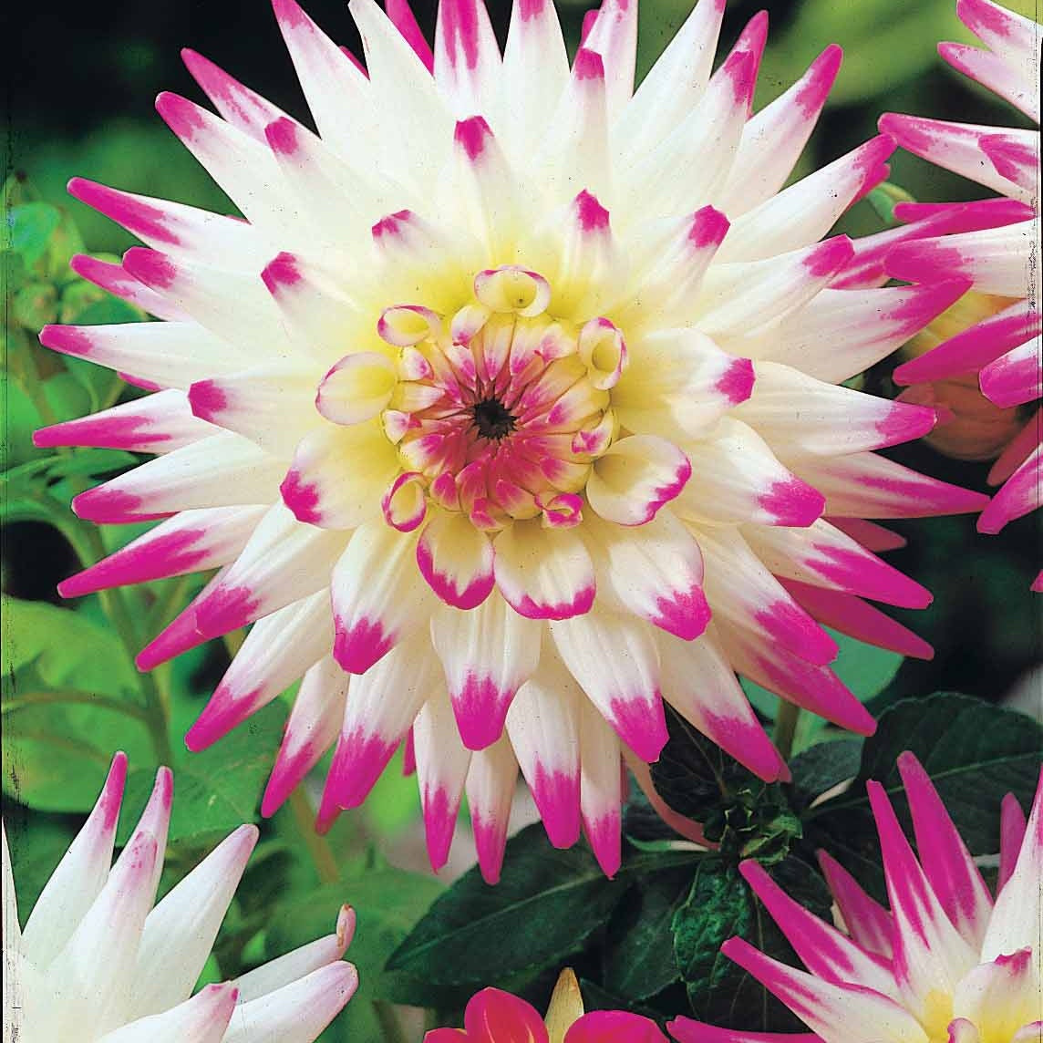 3 Dahlias cactus Haley Jane - Dahlia cactus haley jane - Bakker