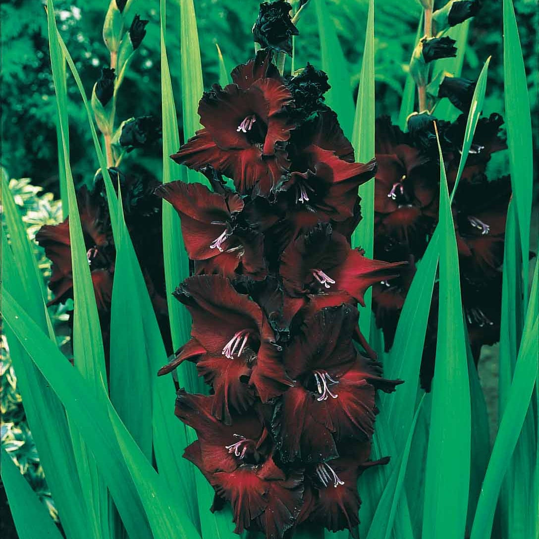 Bulbes de Glaïeul - 25 Glaïeuls Black Surprise - Gladiolus Black Surprise