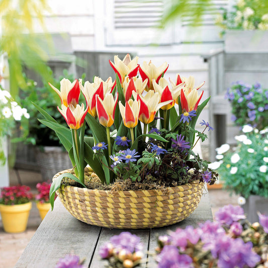 Bakker - 10 Tulipes botaniques Ancilla - Tulipa kaufmanniana ancilla - Bulbes de printemps