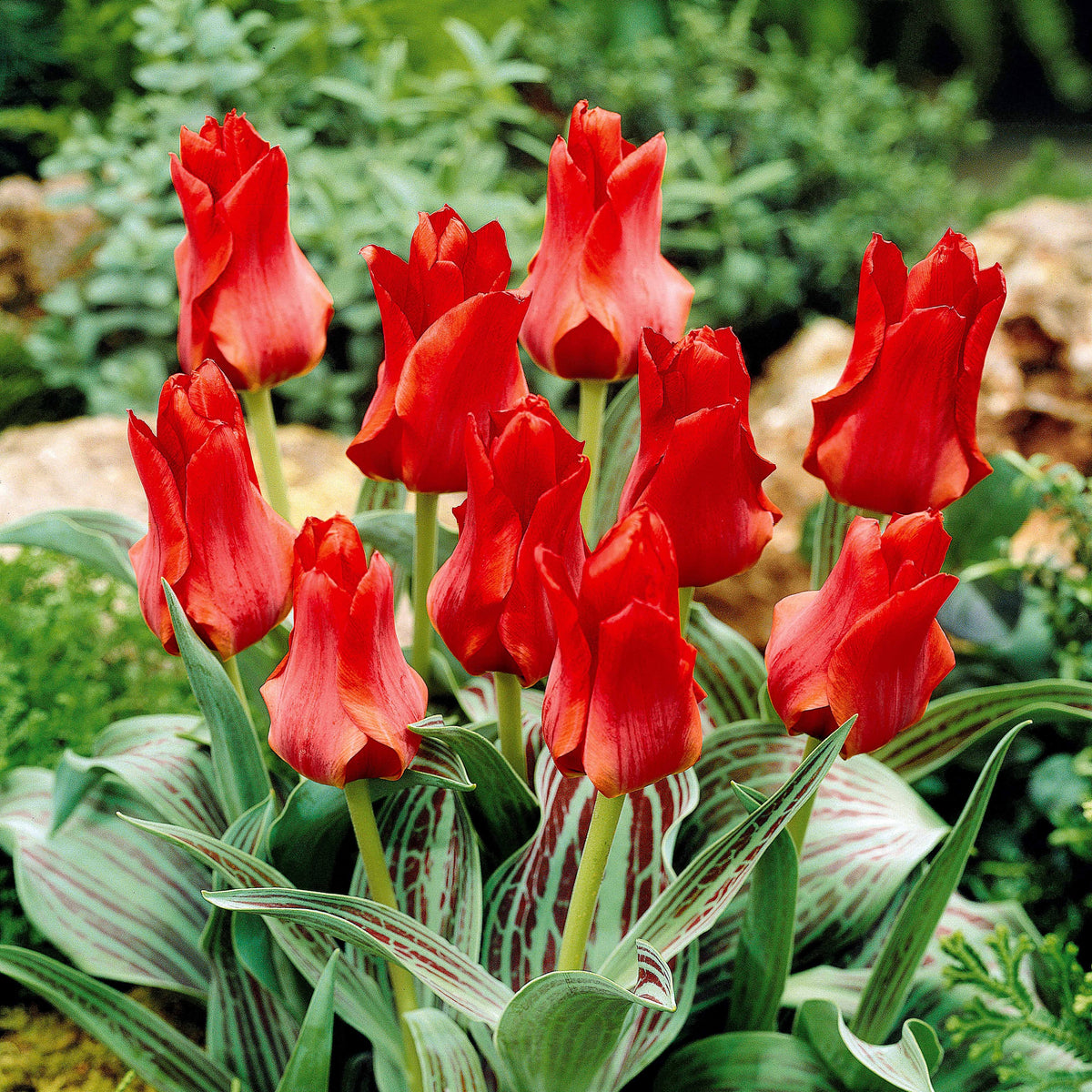 Tulipa greigii chaperon rouge - 10 Tulipes Chaperon Rouge - Bulbes de Tulipe