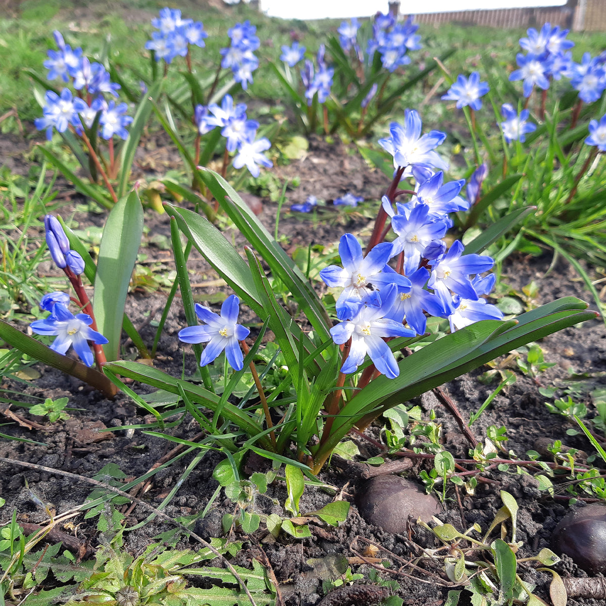 Bulbes de Gloire des neiges - 10 Gloires des neiges bleue - Chionodoxa forbesii blue giant