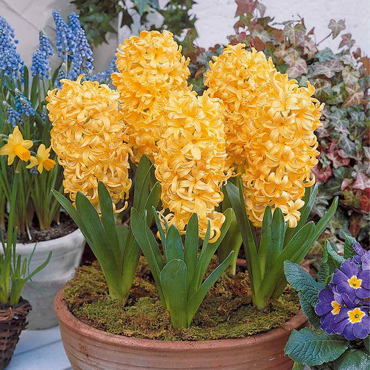 6 Jacinthes City of Haarlem jaune - Bakker
