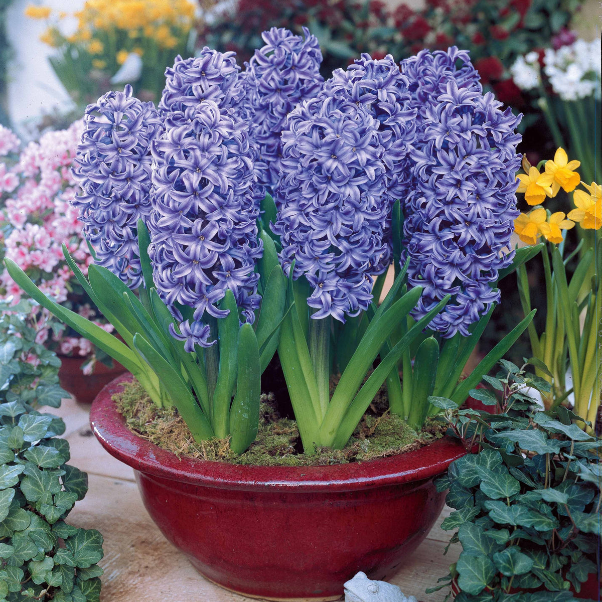 6 Jacinthes Ostara bleue - Bakker