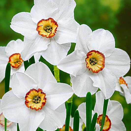 10 Narcisses des poètes Actea - Bakker