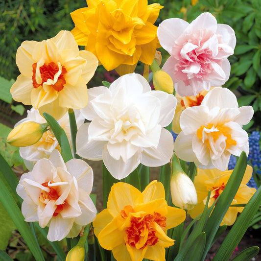10 Narcisses à fleurs doubles Obdam - Bakker