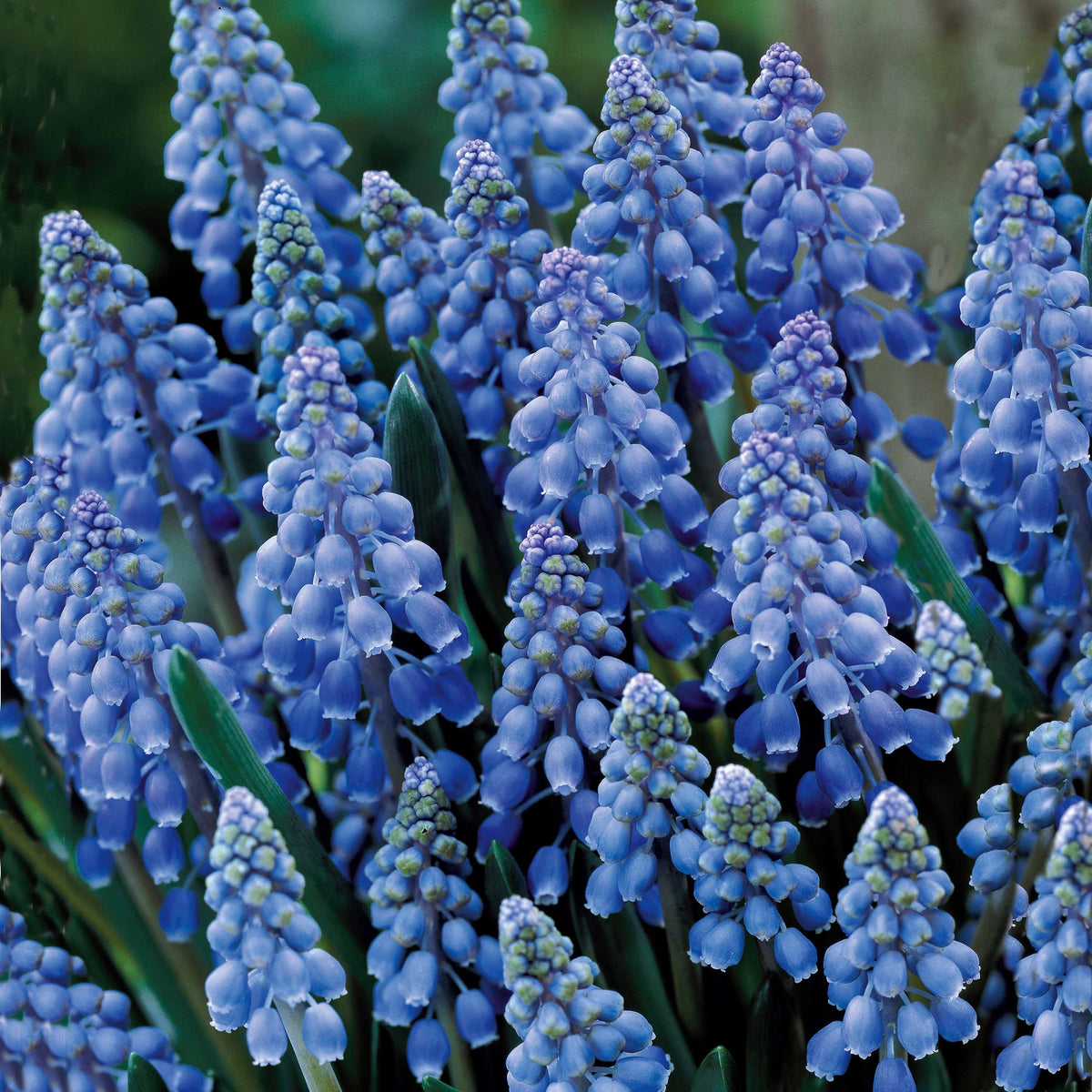 Vente 10 Muscaris bleus - Muscari armeniacum