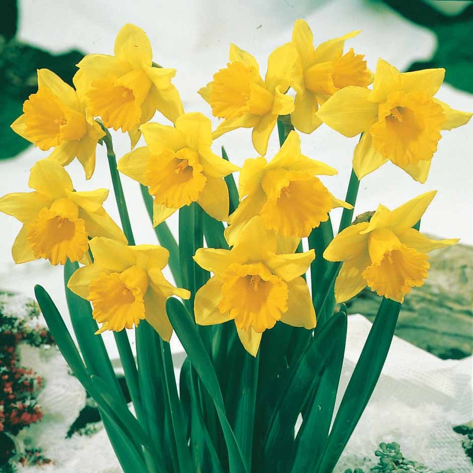 Vente Collection de 30 Narcisses Fortune et Rijnveld Early Sensation