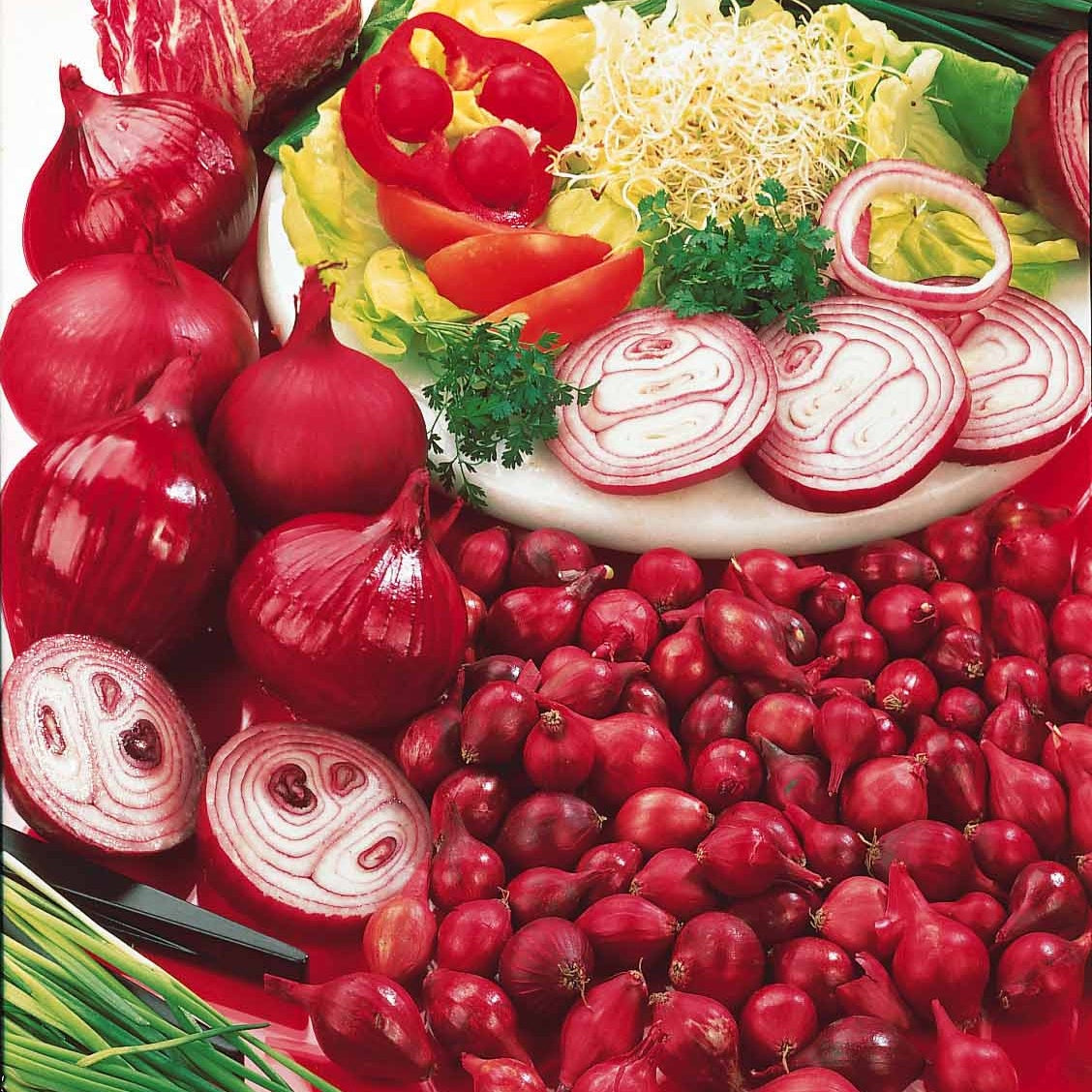 Vente Oignon Rouge foncé de Brunswick - Allium cepa de brunswick