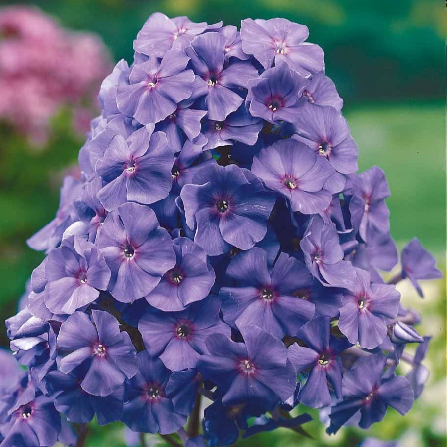 Phlox paniculé Amethyst - Phlox paniculata Amethyst - Bakker