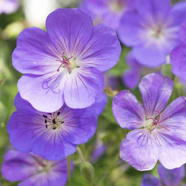 Géranium vivace bleu de l'Himalaya - Geranium himalayense - Bakker