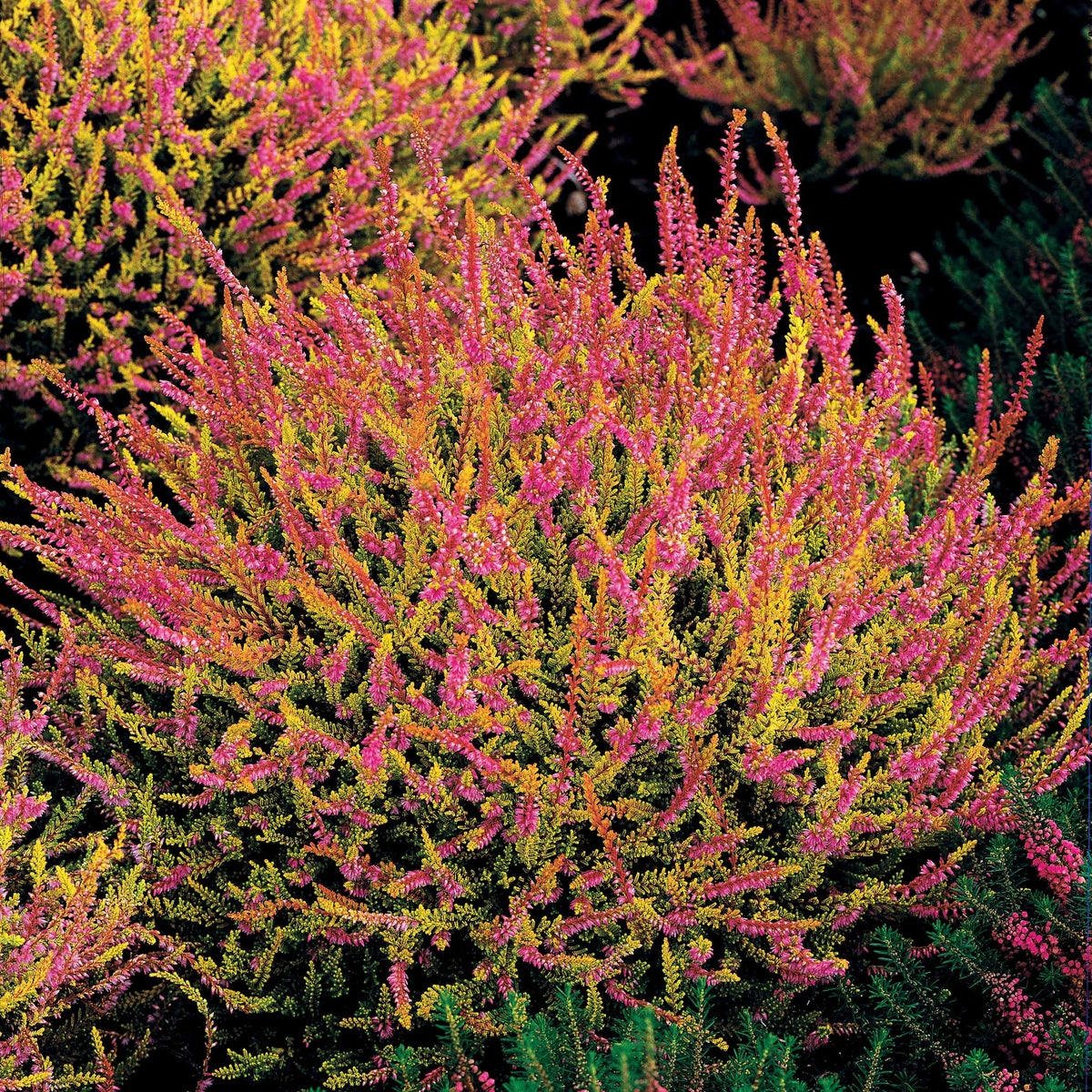 3 Bruyères d'été rose à feuilles jaunes - Bakker