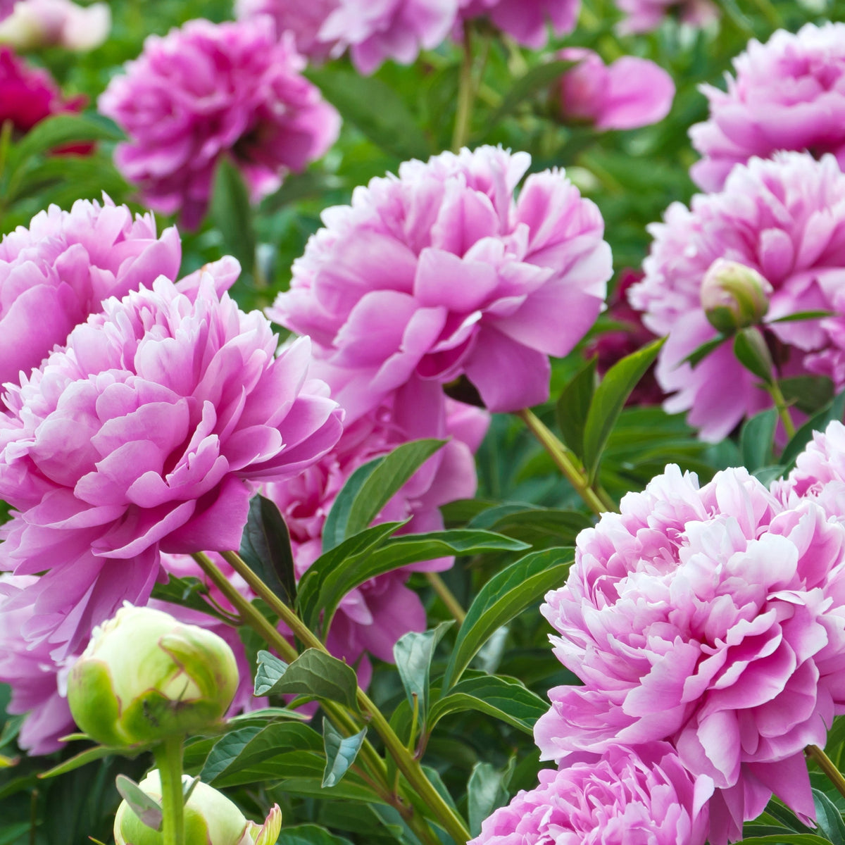 Pivoine rose - Paeonia lactiflora Sarah Bernhardt - Bakker