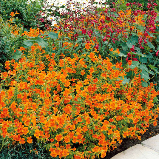 Mimulus Orange Glow - Bakker.com | France