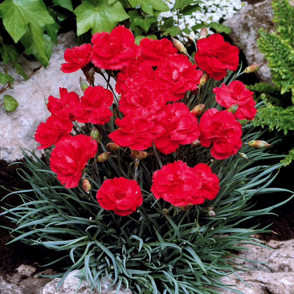 2 Œillets Grenadin Scarlet - Bakker
