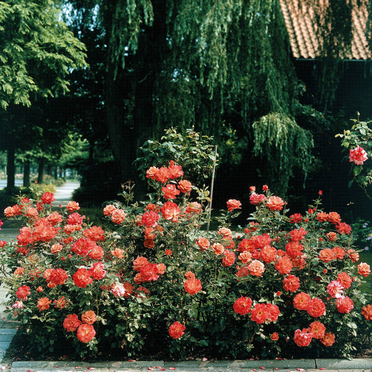Rosier buisson Doris Tysterman - Bakker