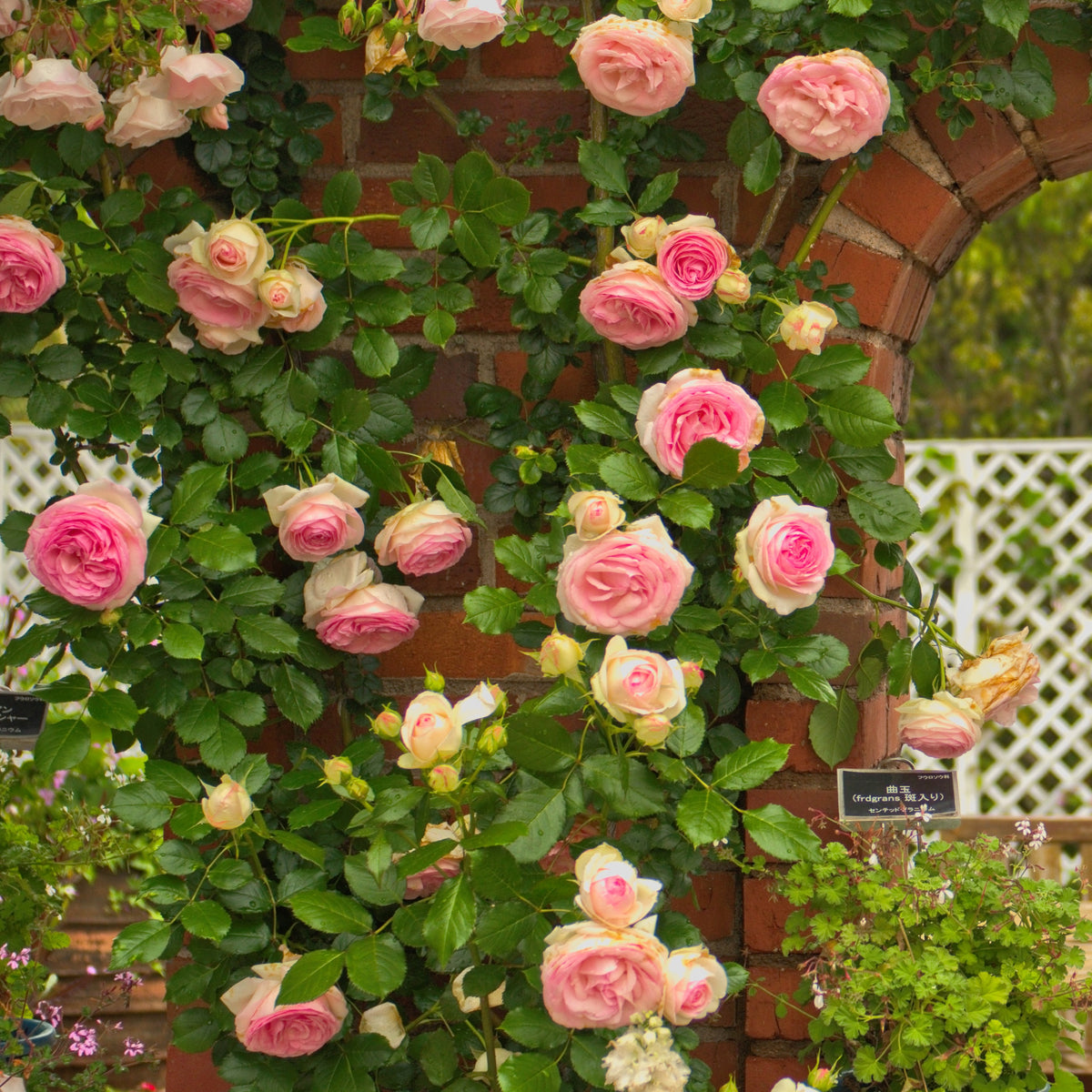 Rosier grimpant Pierre de Ronsard® - Rosa grimpant Pierre de Ronsard® Meiviolin - Bakker