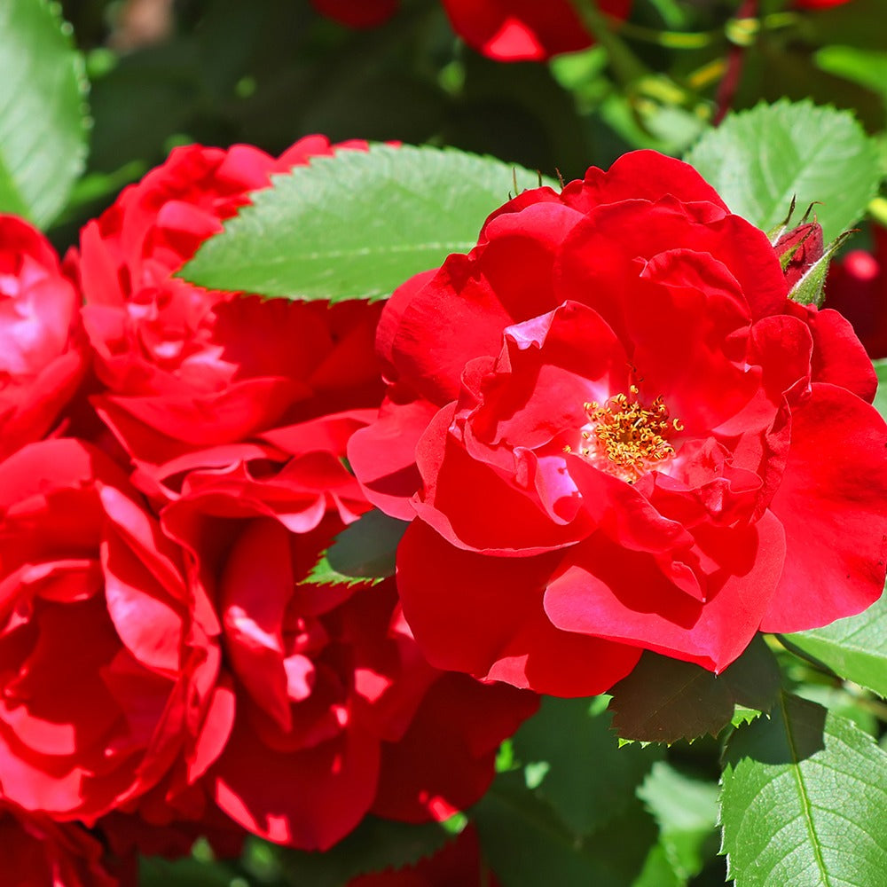 Rosier à massif rouge - Rosa polyantha - Bakker